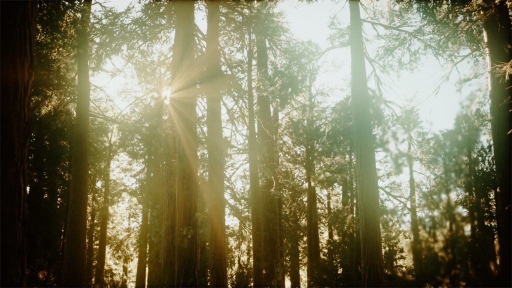 still of sun peeking through trees in olympic national park forest filmed by adventure wedding videographer, Alesia Films