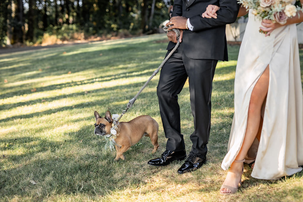 french bulldog entrance to winery summer elopement