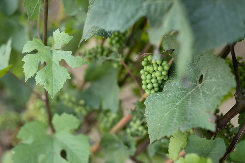 Detail shot of grapes and leaves at the Domaine de Broglie in Dayton, Oregon