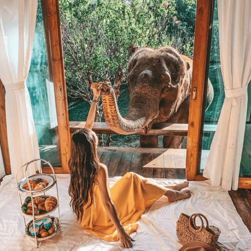 feeding an elephant in bedroom