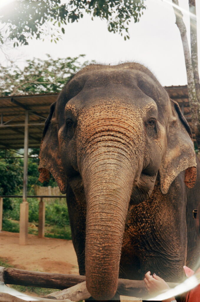 thailand elopement with elephants