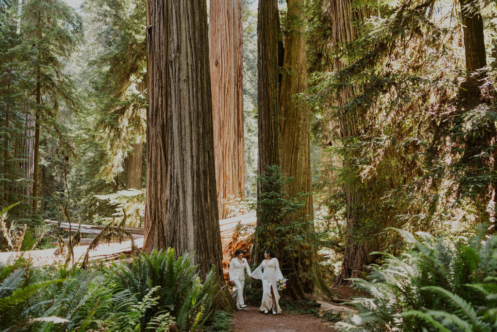 Redwoods California wedding bridal portraits in National Park forest