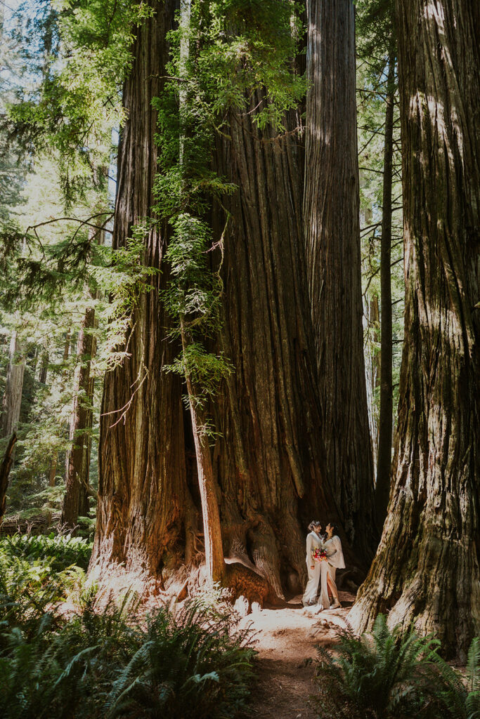 Brides standing beside massive tree in Redwood National Park